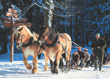 Pferdeschlittenfahrt in Drei Annen Hohne